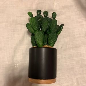 Cactus plant